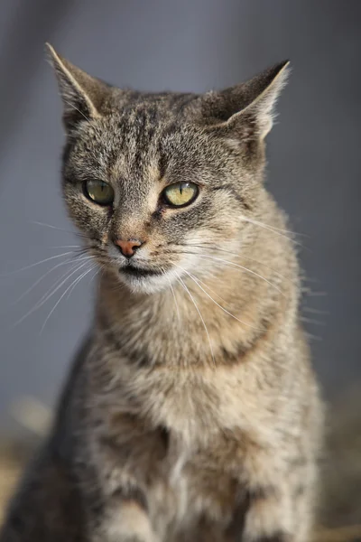 Mooie grijze kat op zoek naar jou — Stockfoto