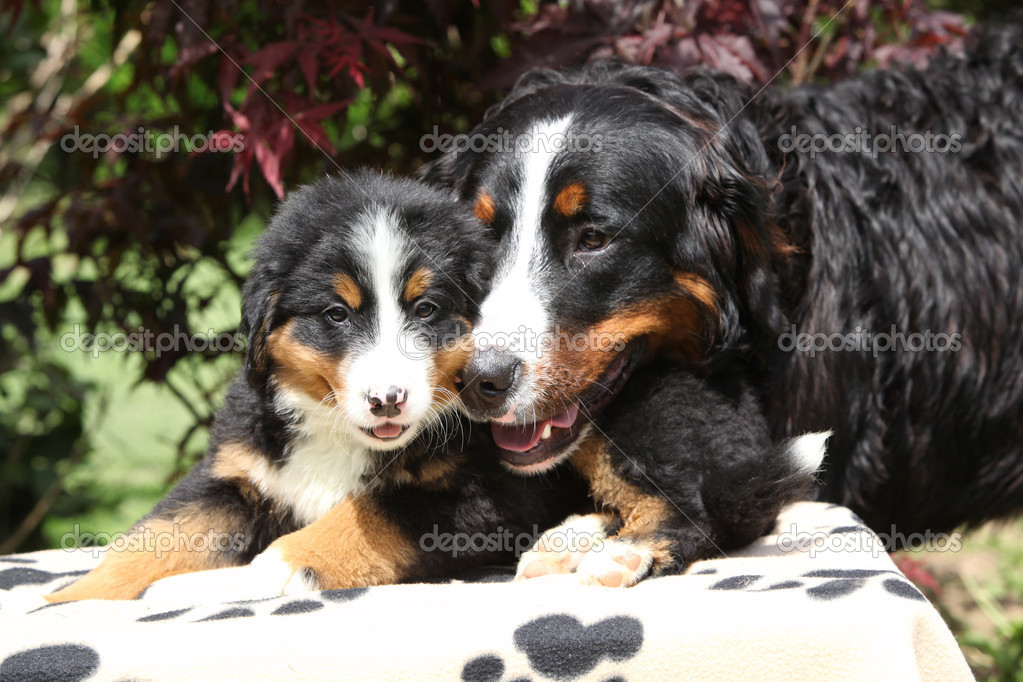 Bernese Mountain Dog bitch checking out its puppy