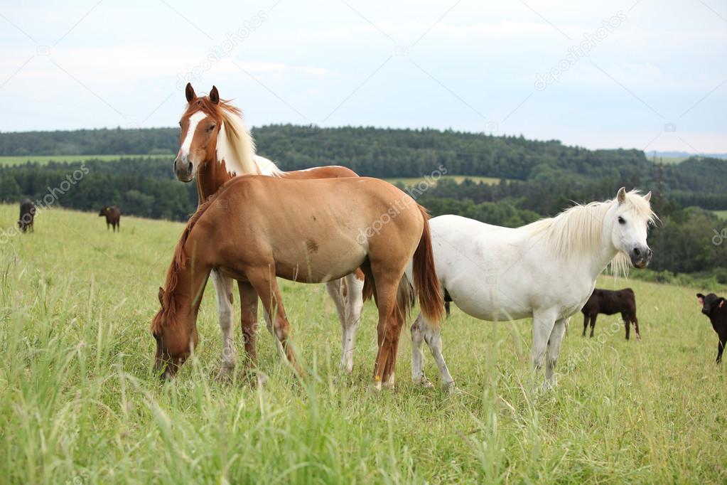 Batch Of Horses Resting On Pasturage Stock Photo C Zuzule 23821011