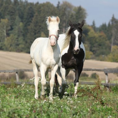 otlak boya ata ile albino at