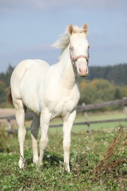 pembe yular ile ilginç albino at