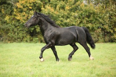 siyah Galce cob otlak üzerinde çalışan