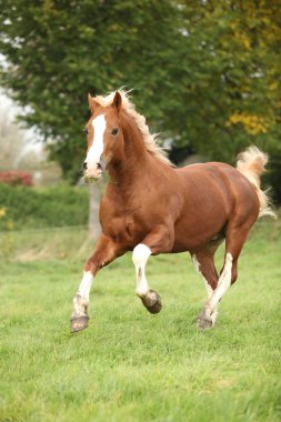Chestnut welsh pony with blond hair running on pasturage