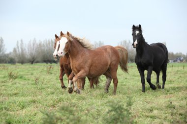 genç bir ponnies çalışan Galce