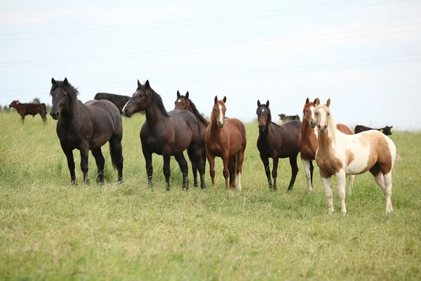 toplu otlak istirahat at