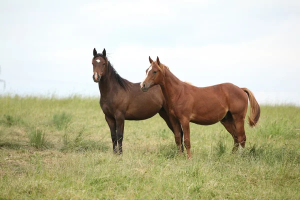 Due giovani cavalli insieme al pascolo — Foto Stock