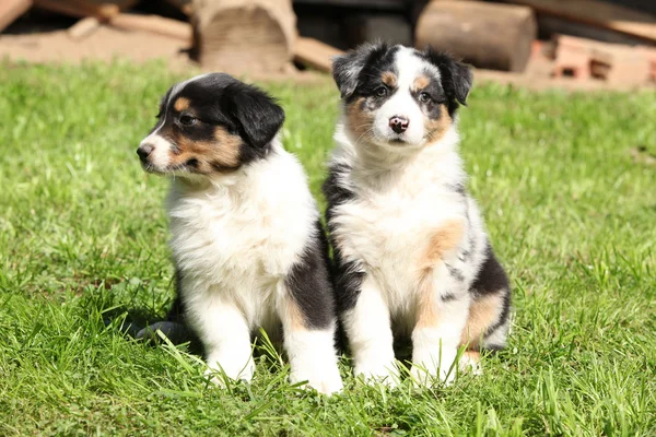 Dos preciosos cachorros de pastor australiano —  Fotos de Stock