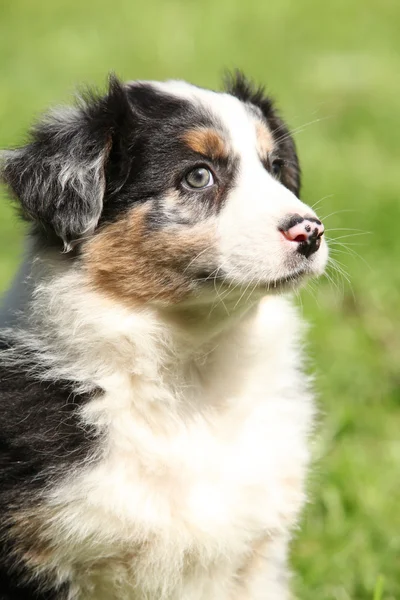 Portret przepiękny Owczarek australijski puppy — Zdjęcie stockowe