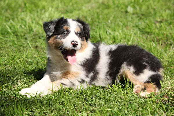 Underbara och galna australian shepherd valp — Stockfoto