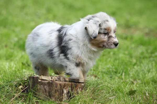 Adorable australian shepherd puppy behind tree stump — Stock Photo, Image