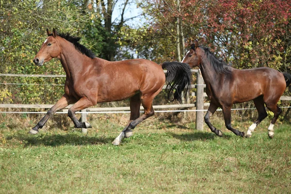 Chevaux de sang chaud courant sur pâturage — Photo