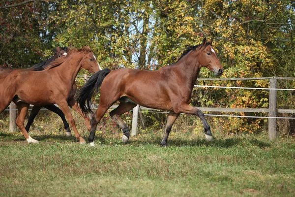 Brown horses running on pasturage — Stock Photo, Image