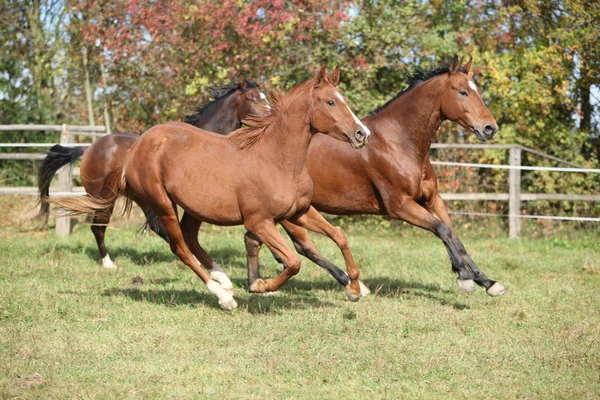 Kahverengi at otlak üzerinde çalışan — Stok fotoğraf