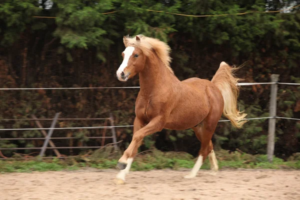 ウェールズのブロンドの髪のポニー種牡馬栗 — ストック写真