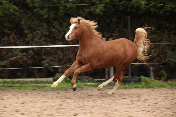 Welsh pony stallion chestnut with blond hair — Stock Photo, Image