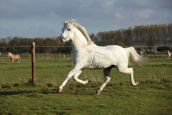 Svettig welsh mountain ponny hingst — Stockfoto
