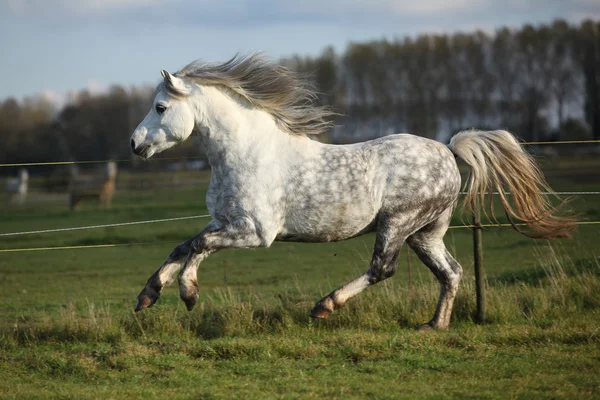 Grey welsh mountain pony stallion running — Stock Photo, Image