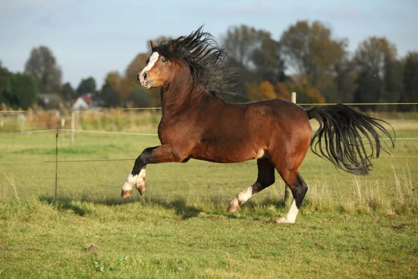 Gorgeous welsh mountain pony stallion with black hair — Stock Photo, Image