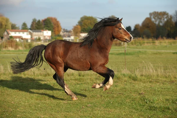 Etalon gallois brun de poney de montagne avec galop de cheveux noirs — Photo