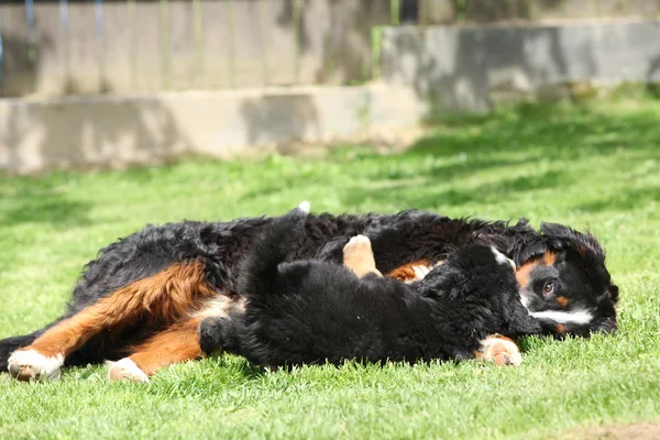 Сука Бернская Горная Собака играет с щенком — стоковое фото