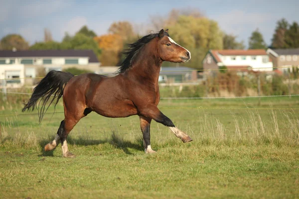 Semental pony de montaña marrón galés con pelo negro galopando — Foto de Stock