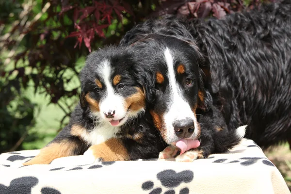 Bernese 山犬雌犬舐めている子犬 — ストック写真