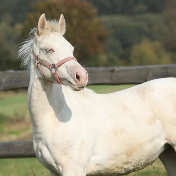 Interessante cavallo albino con cavezza rosa — Foto Stock