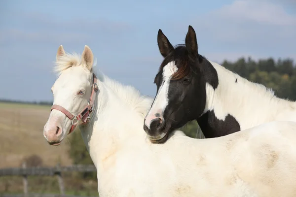 Albino y caballo de pintura juntos — Foto de Stock