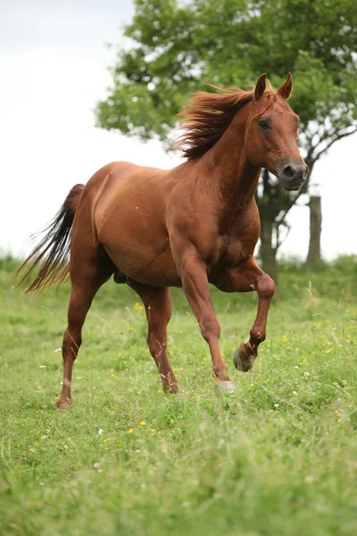 Trevlig kvartalet häst hingst körs på bete — Stockfoto