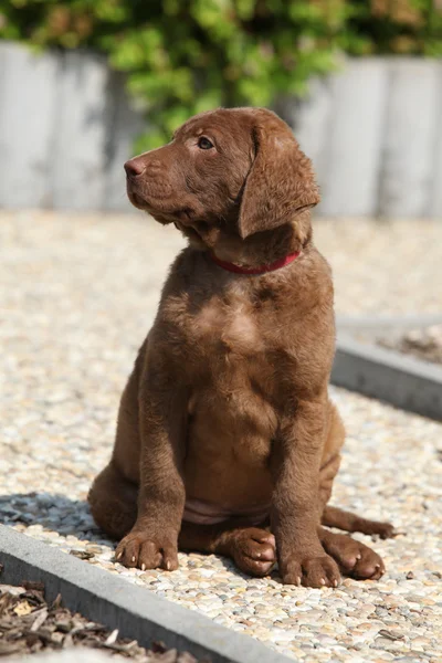 Chesapeake bay retriever pup — Stockfoto
