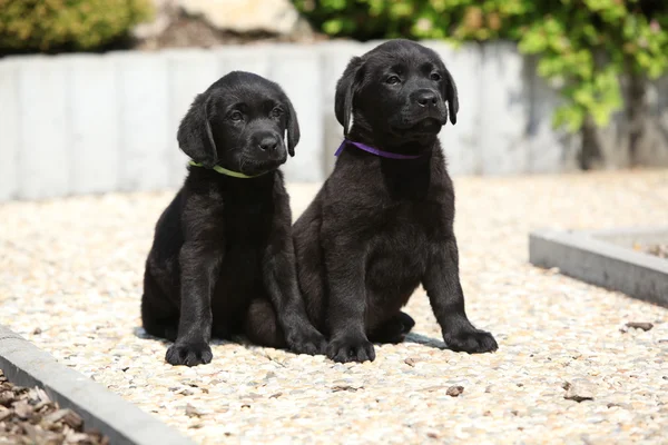 Adorables cachorros labrador retriever sentados en un camino de piedra —  Fotos de Stock