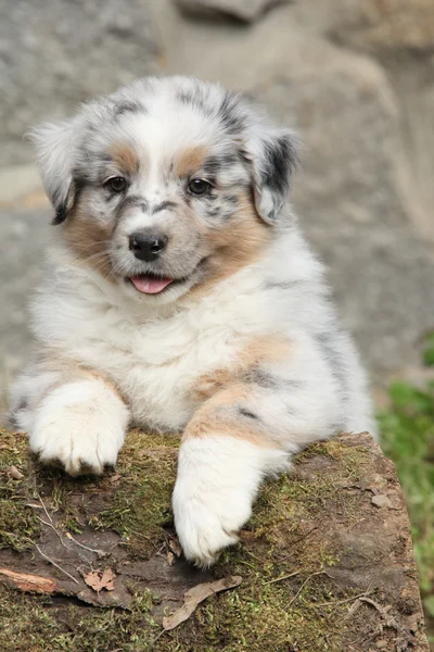 Ładny Owczarek australijski puppy uśmiechający się — Zdjęcie stockowe