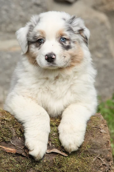 Prachtige Australische herder pup op zoek naar jou — Stockfoto