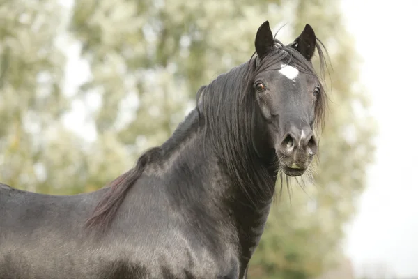 Stallion of black welsh cob looking at you — Stock Image Stallion of black welsh cob — Stock Photo, Image
