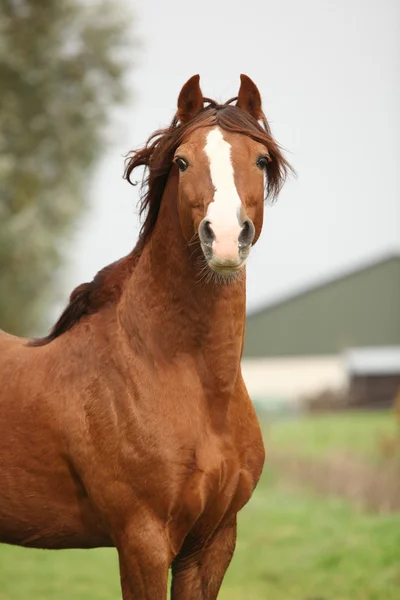 Retrato de pony galés castaño — Foto de Stock