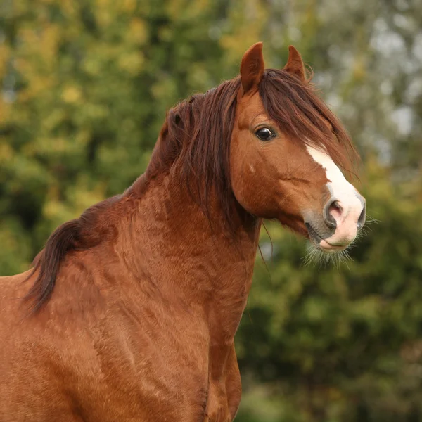 Portrét kaštan welsh pony — Stock fotografie