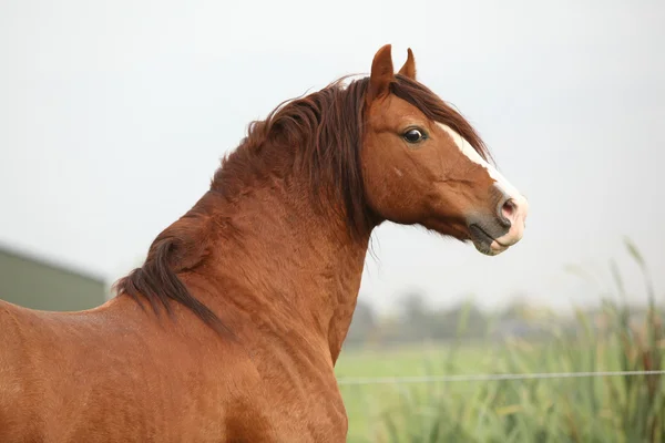 Porträtt av kastanj welsh ponny — Stockfoto