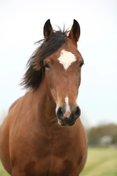 Porträt des walisischen Ponys, das dich ansieht — Stockfoto