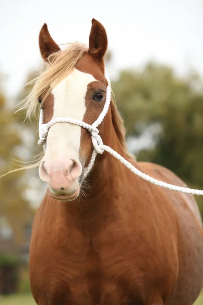 Retrato de pony galés con halter de cuerda blanca — Foto de Stock