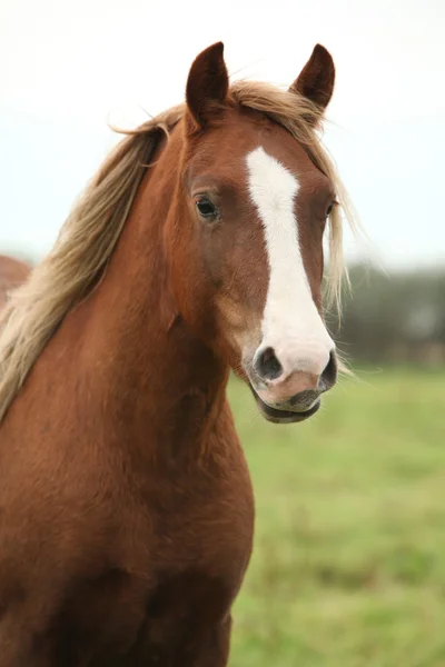 ウェールズ子馬の肖像画 — ストック写真