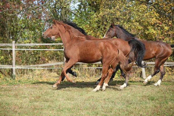 Cavalos de sangue quente correndo em pastagens — Fotografia de Stock