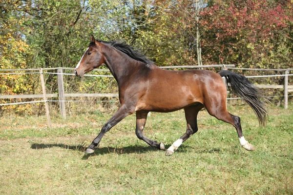 Warmblutpferd läuft auf Weide — Stockfoto