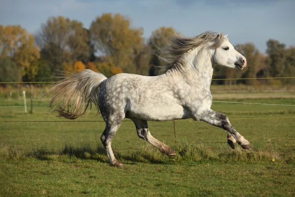 Welsh mountain ponny hingst galopperande — Stockfoto