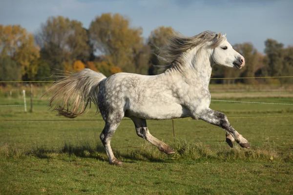 ウェールズの山のポニー種牡馬ギャロッピング — ストック写真