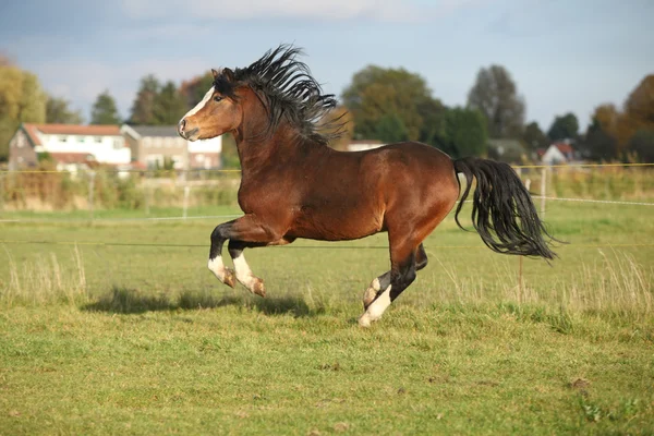 Brown welsh mountain pony hengst met zwarte haren — Stockfoto