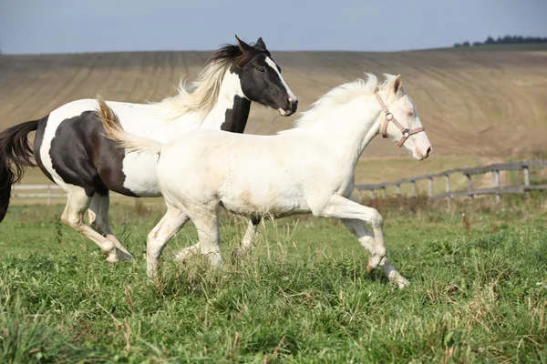 Albino και χρώμα άλογο τρέξιμο — Φωτογραφία Αρχείου