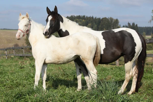 Albino and paint horse together — Stock Photo, Image