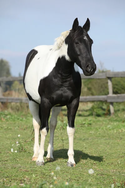 Pintar égua cavalo de pé no pasto — Fotografia de Stock