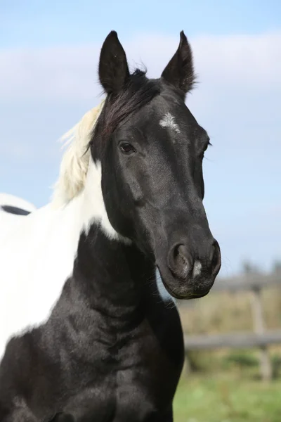 Retrato de égua de cavalo de pintura — Fotografia de Stock