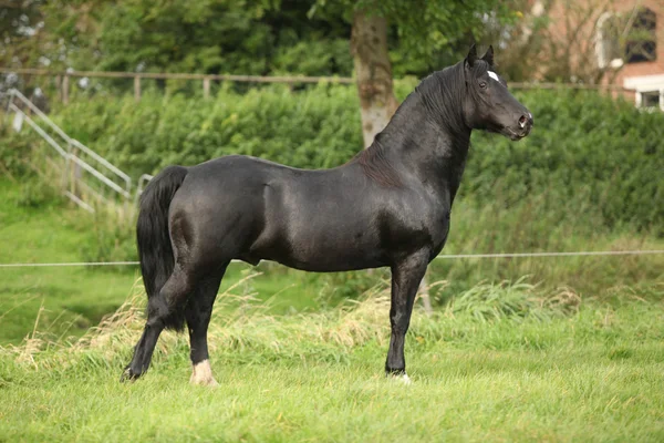 Black welsh cob stallion — Stock Photo, Image